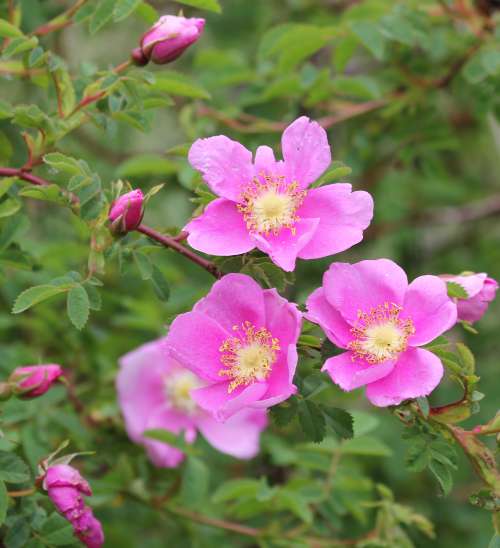 Wild Roses